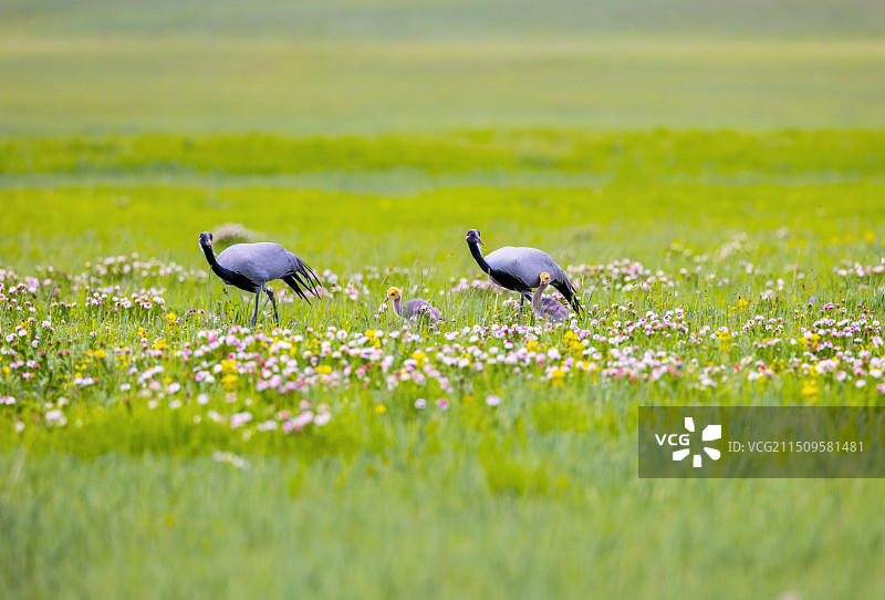 蓑羽鹤一家图片素材