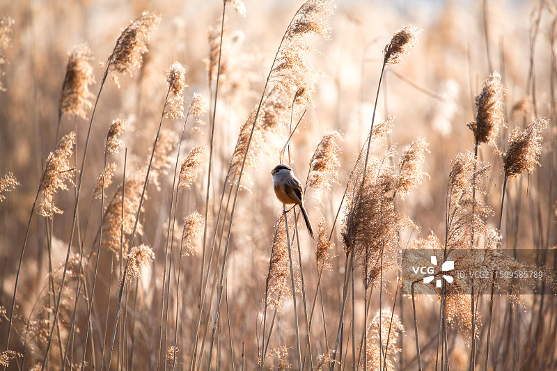 2024年冬天拍摄的鸟类（4）图片素材