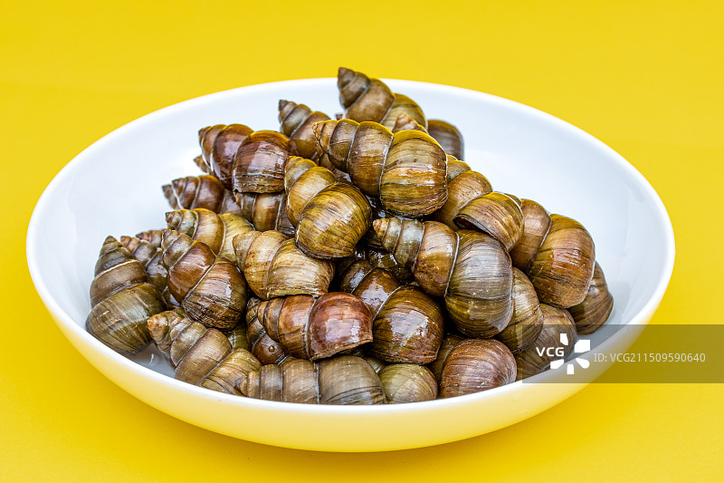 新鲜的特色田螺食材图片素材