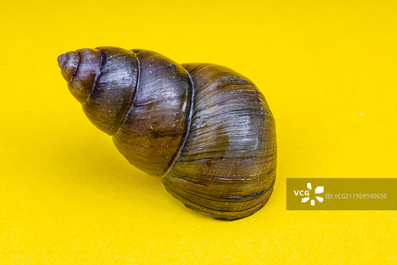 新鲜的特色田螺食材图片素材
