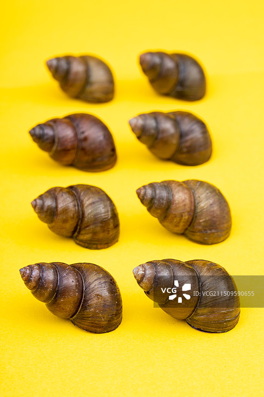 新鲜的特色田螺食材图片素材