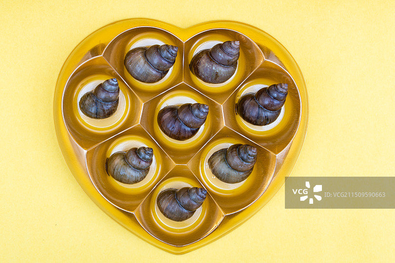 新鲜的特色田螺食材图片素材