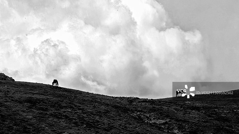 看云朵下悠闲的马儿，手机拍摄于甘肃肃北蒙古族自治县图片素材