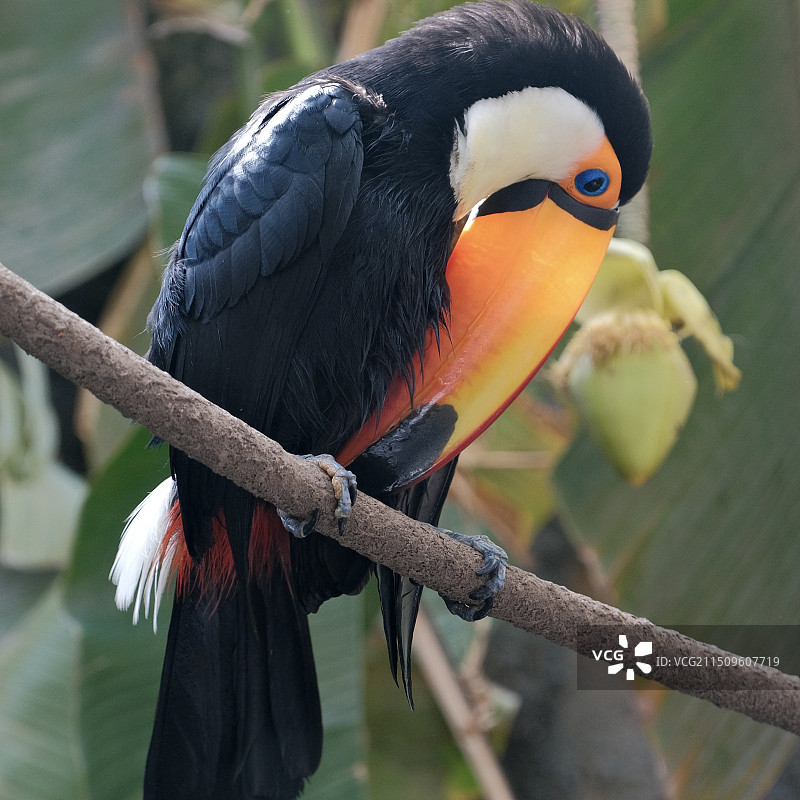 南京红山动物园图片素材