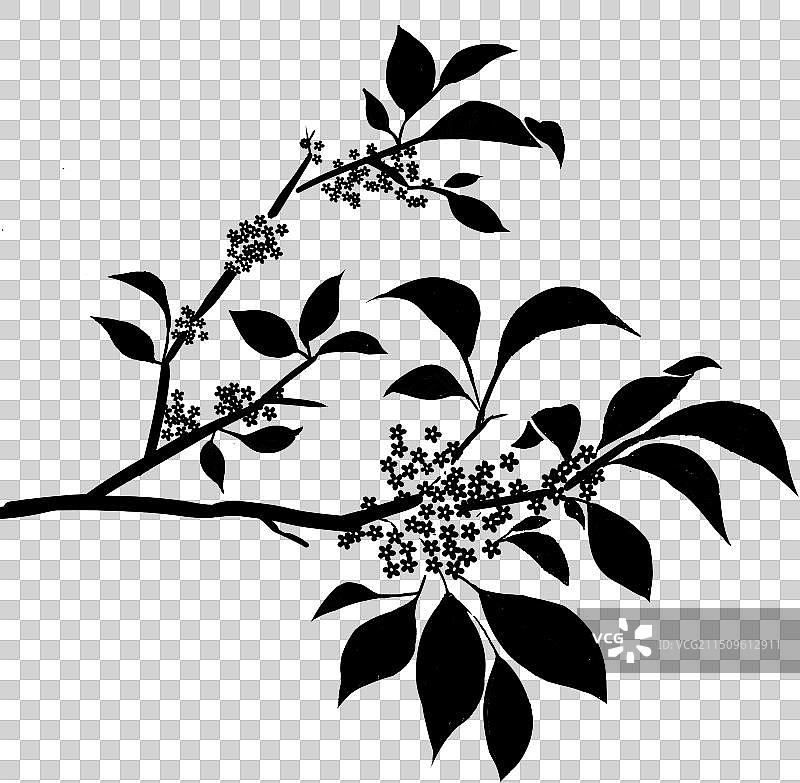 桂花剪影黑色图片素材