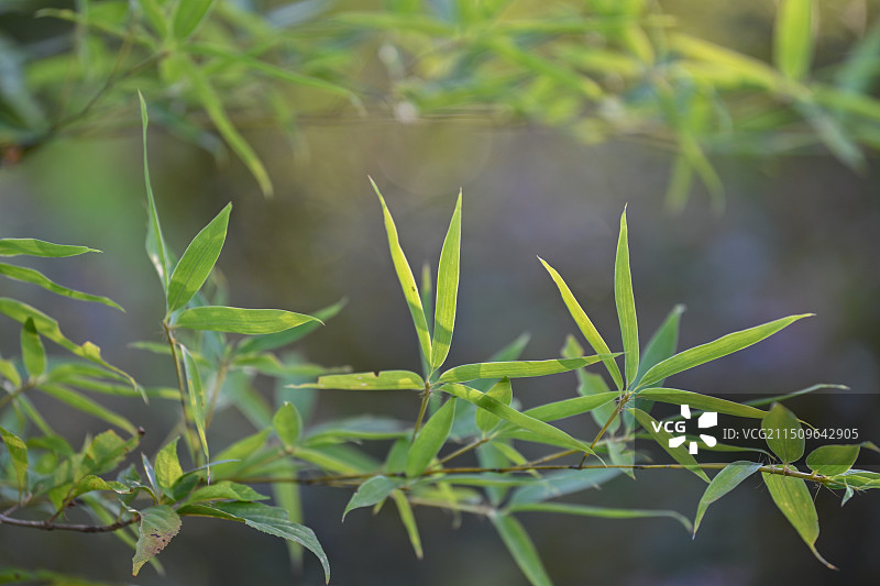 生长的金竹竹叶图片素材