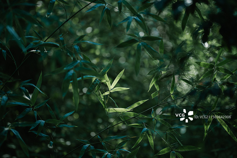 生长的金竹竹叶图片素材