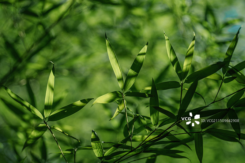生长的金竹竹叶图片素材