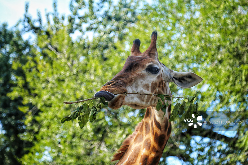 森林里的长颈鹿图片素材