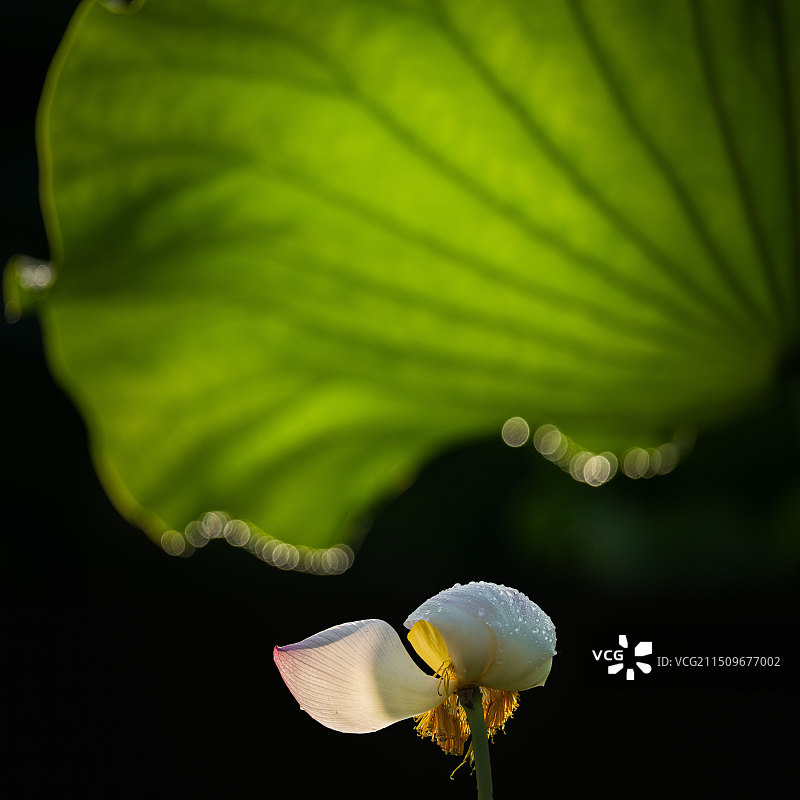 譬如朝露图片素材