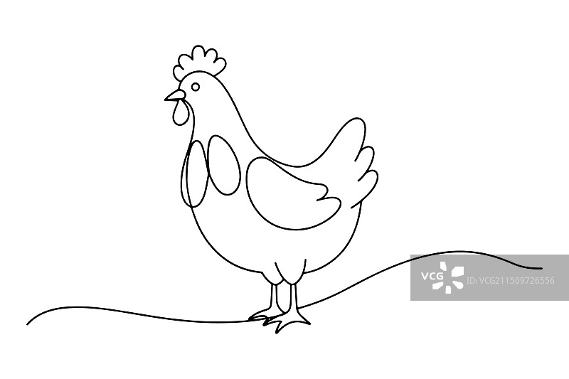 白色背景上的母鸡连续线条艺术图片素材