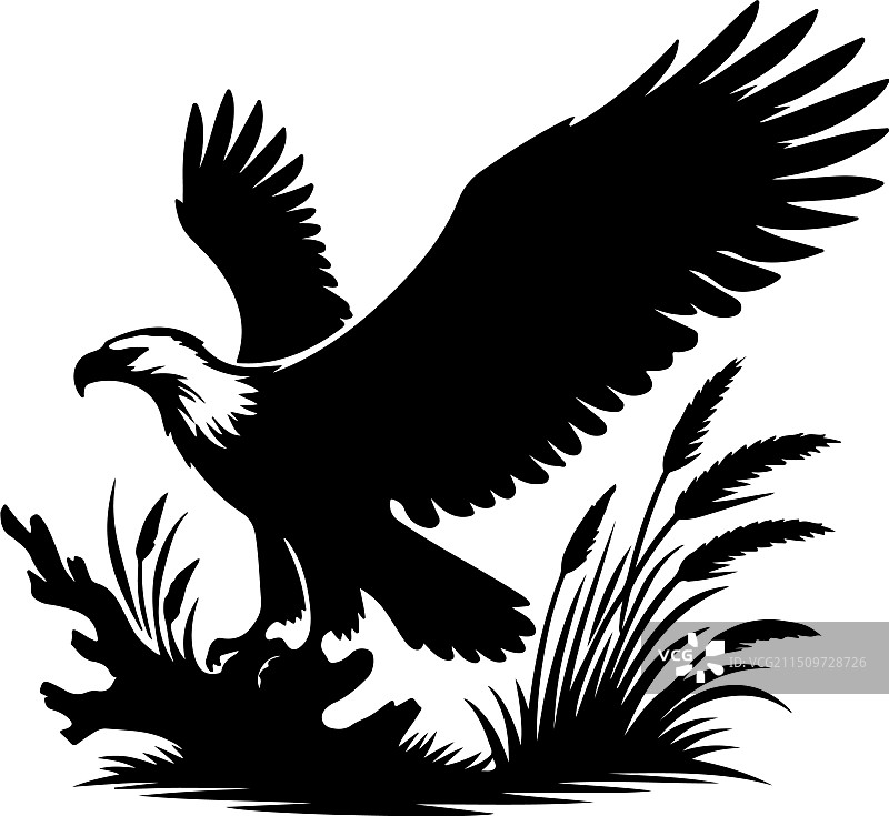 非洲鱼鹰黑白设计图片素材