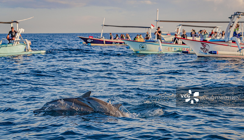 印度尼西亚巴厘岛罗威纳日出追海豚图片素材