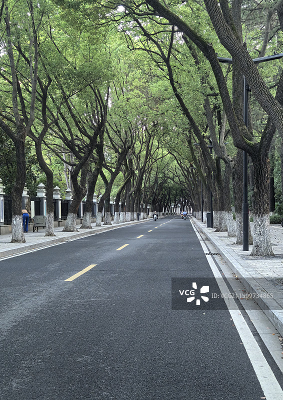 清晨的林荫大道图片素材