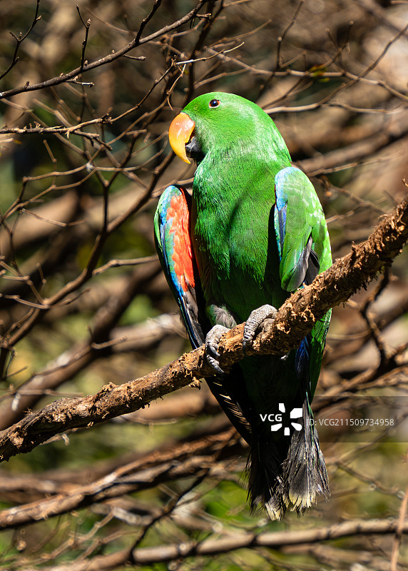 橙翅亚马逊鹦鹉特写图片素材