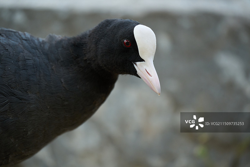 圆明园白骨顶鸡图片素材