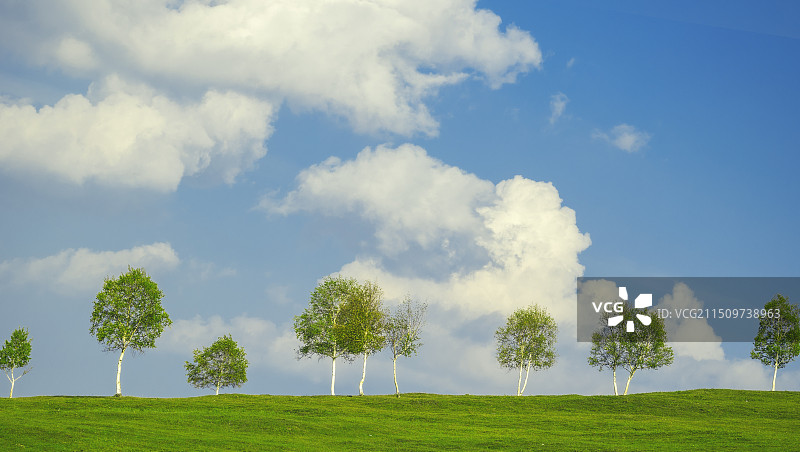 天边的白桦树图片素材