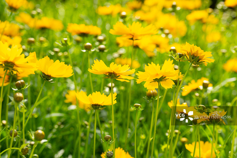 金鸡菊菊花图片素材