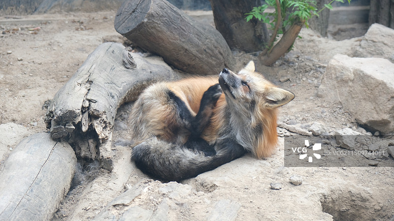 挠痒痒的狐狸图片素材