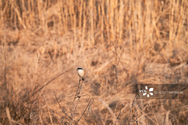 树枝上鸟图片素材