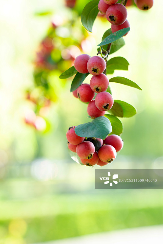 水栒子果实图片素材