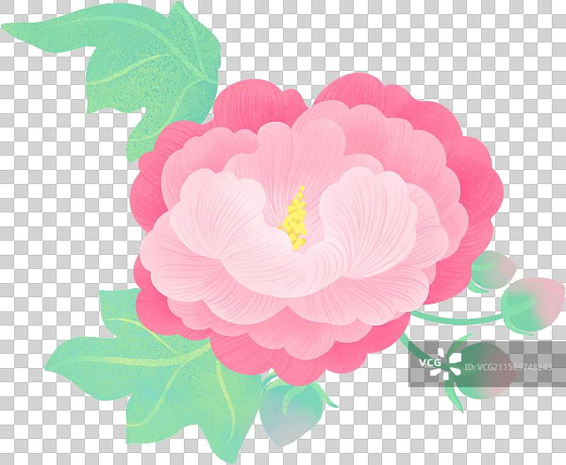 一朵盛开的芙蓉花木芙蓉叶子国风插画图片素材