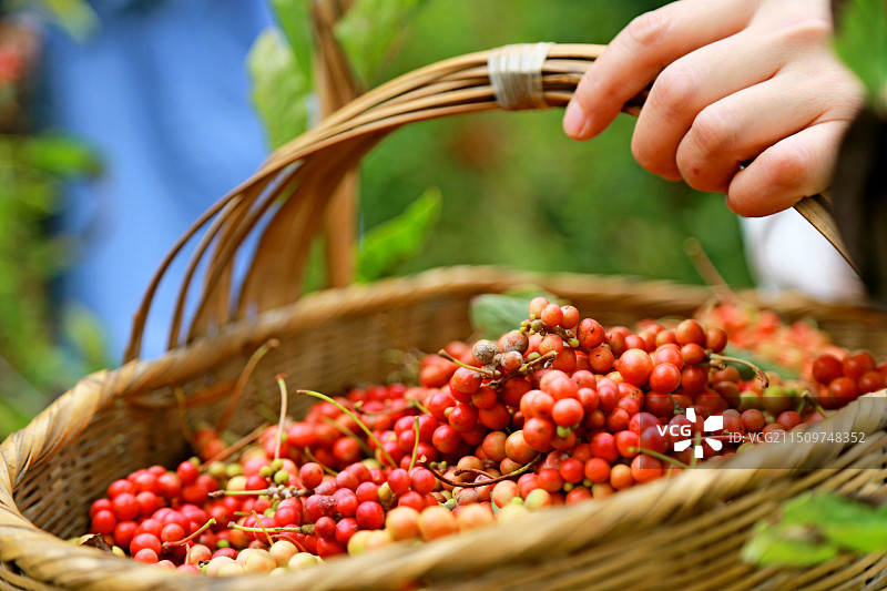 五味子熟了图片素材