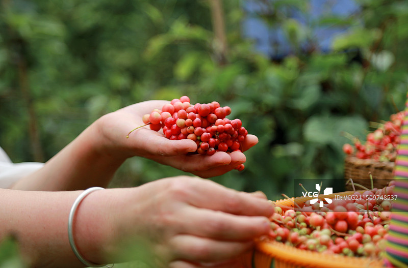 五味子熟了图片素材