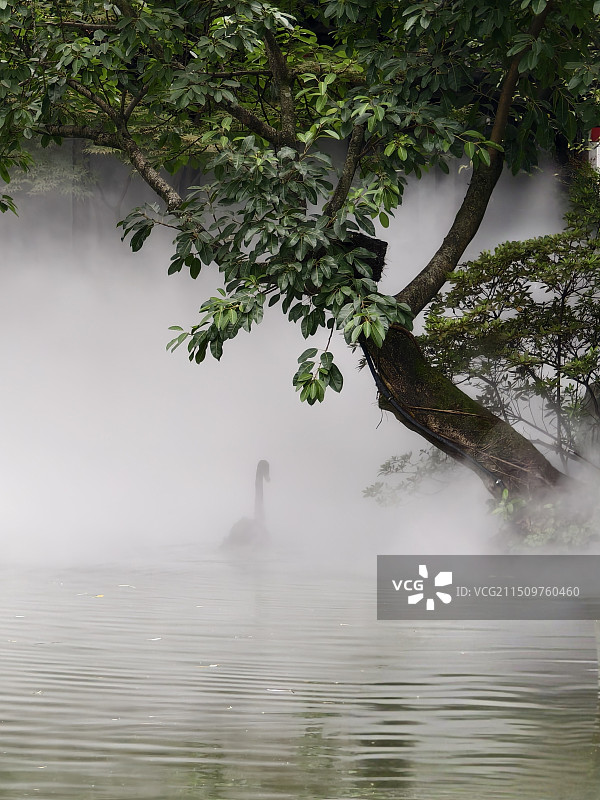 湖边雾里的黑天鹅图片素材