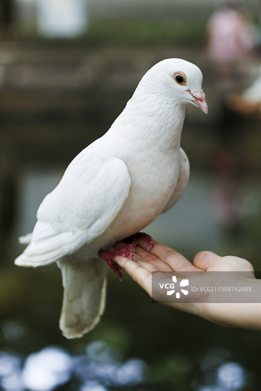西园寺的鸟图片素材