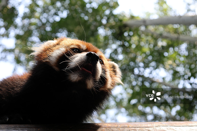 小熊猫图片素材