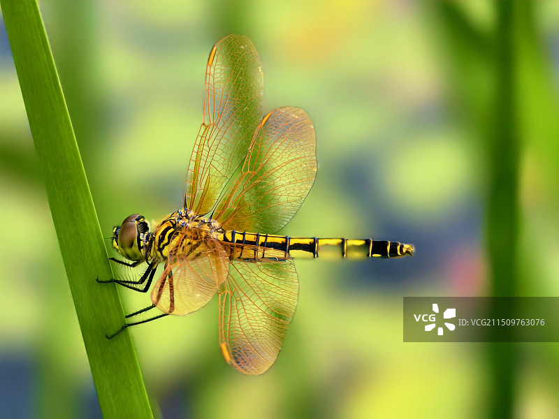 黄蜻蜓图片素材