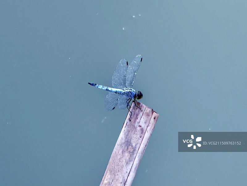 灰色蜻蜓图片素材