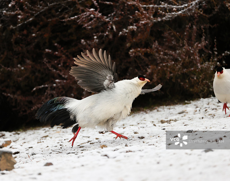 白马鸡图片素材
