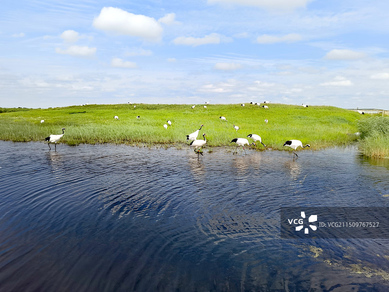 齐齐哈尔扎龙湿地自然保护区图片素材