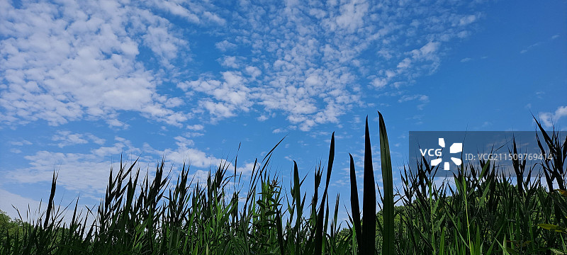 杭州西湖八卦田绿色草地和蓝天白云图片素材