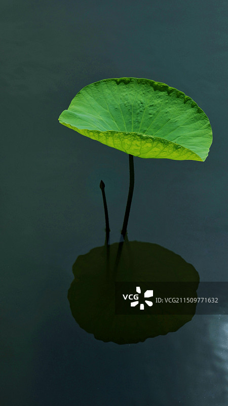 《荷》图片素材