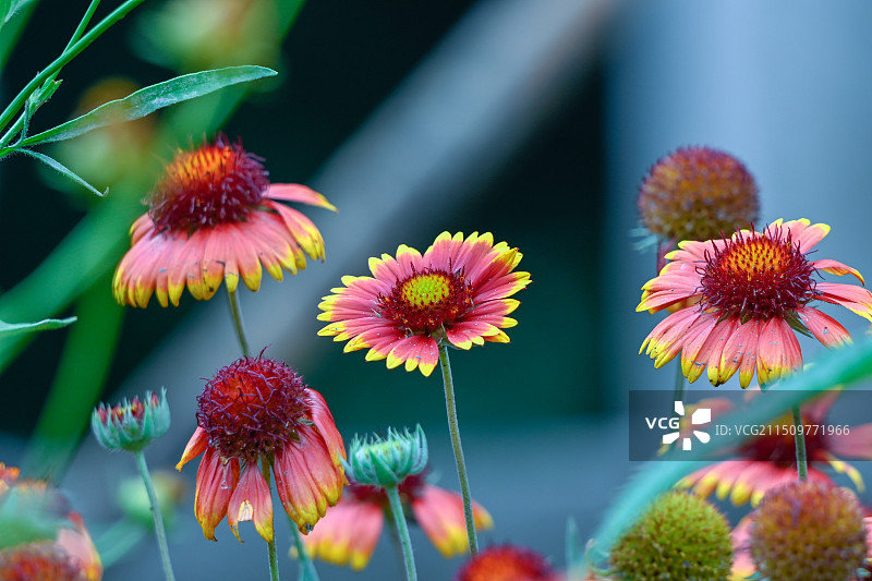 天人菊花春天盛开图片素材