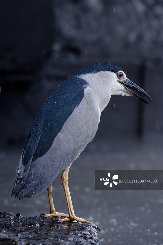 孤独的夜鹭图片素材