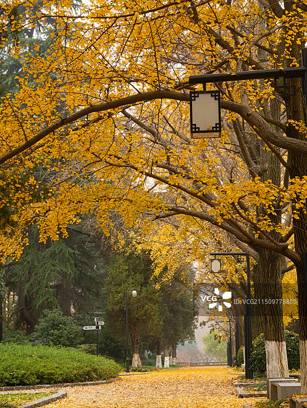 南京玄武湖秋天银杏大道，银杏落叶满地图片素材