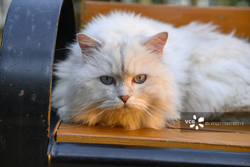 小猫小狗特写图片素材