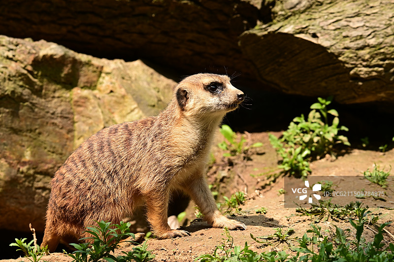 动物园里有什么图片素材