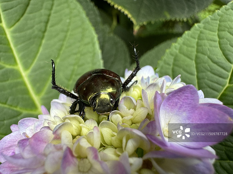 金龟子图片素材