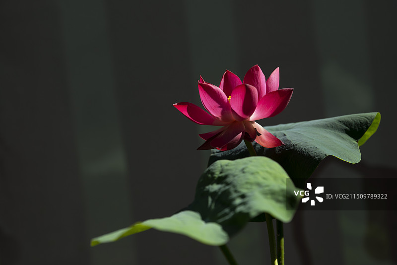 七月荷花盛放图片素材