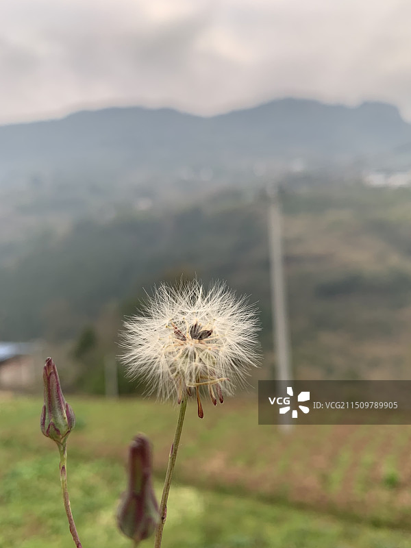 蒲公英图片素材