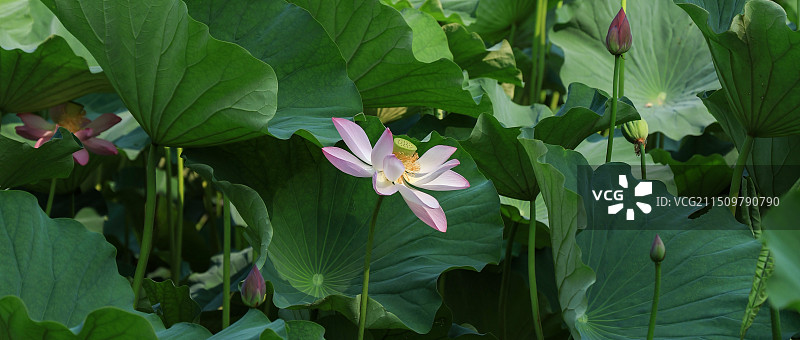 北京颐和园的荷花图片素材