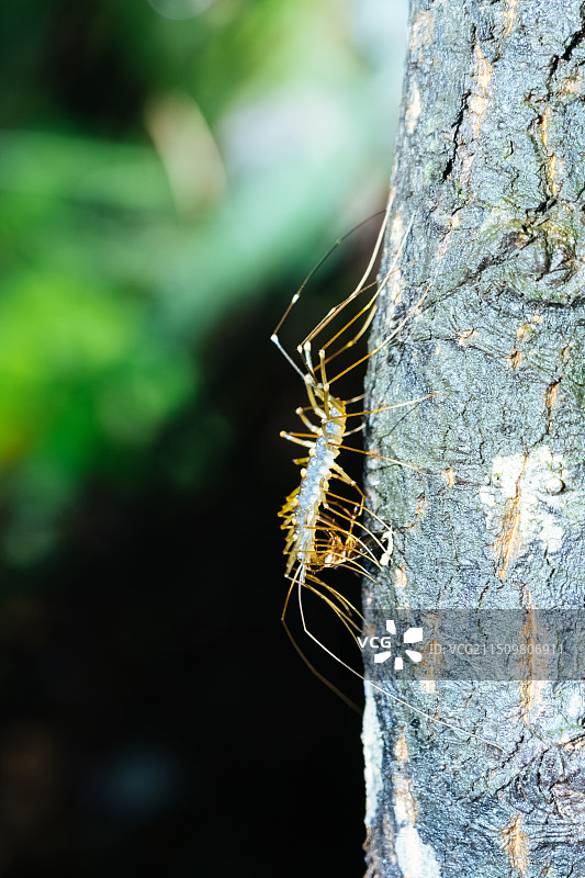 珠海景山公园蚰蜒千足虫图片素材
