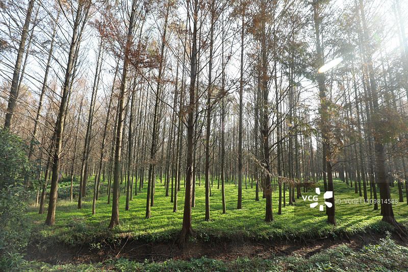 树林 光阴 光影图片素材