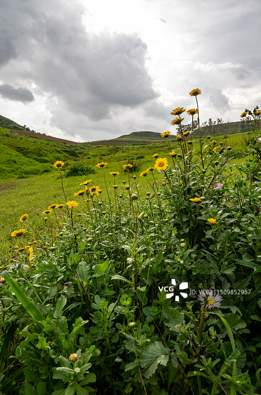 西班牙卡马斯高山上的花朵对着天空图片素材