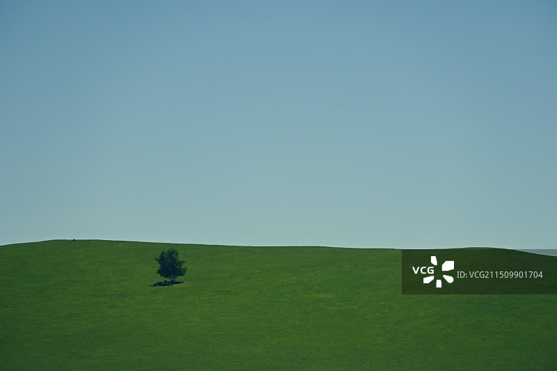 晴天下的内蒙乌兰布统草原上孤独的树图片素材